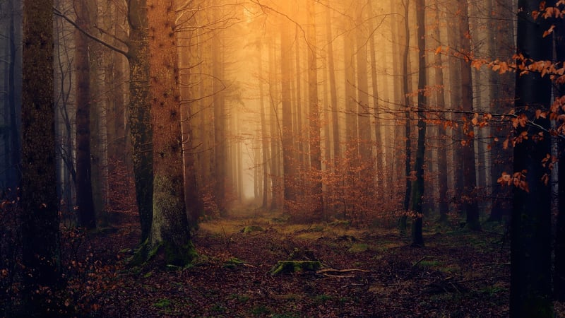 Dreamlike Landscapes