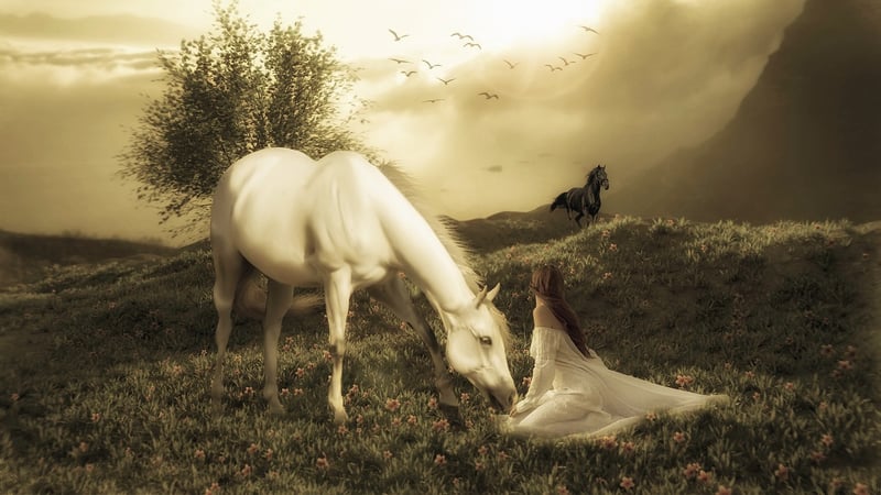 Magic Meadows