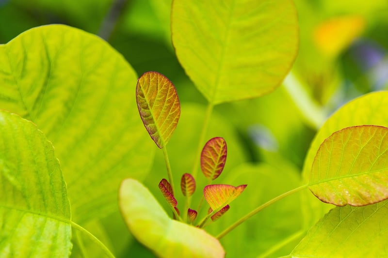 Botanical Garden