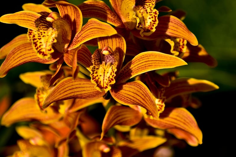 Fairy Orchid