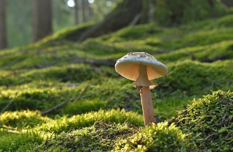 Glowing Mushroom